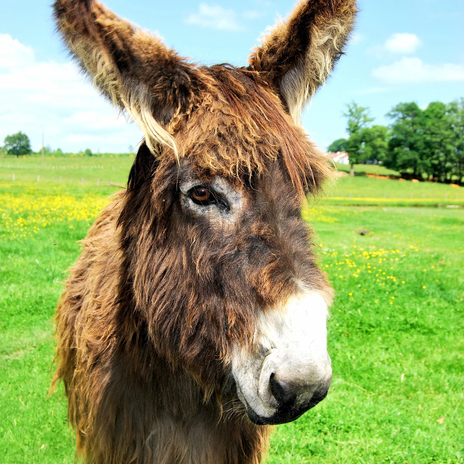 Baudet du Poitou